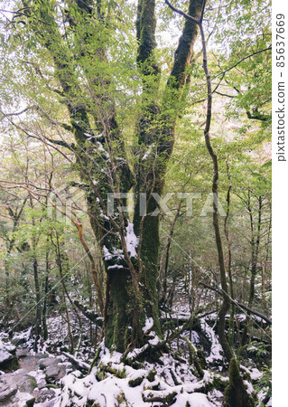Scenery of Yakushima in winter (stage of Ghibli and Princess Mononoke) ~ World Natural Heritage Site in Kyushu ~ 85637669