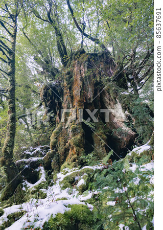 冬天的屋久島風景(吉卜力和幽靈公主的舞台)~九州的世界自然遺產~ 冬天的屋久島風景(吉卜力和幽靈公主的舞台)~九州的世界自然遺產~ 85637691