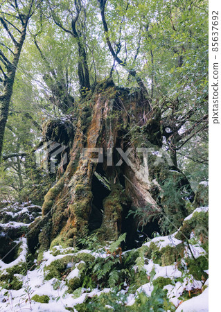 冬天的屋久島風景(吉卜力和幽靈公主的舞台)~九州的世界自然遺產~ 冬天的屋久島風景(吉卜力和幽靈公主的舞台)~九州的世界自然遺產~ 85637692