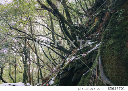 冬天的屋久島風景（吉卜力和幽靈公主的舞台）～九州的世界自然遺產～ 85637701