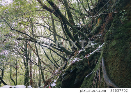 Scenery of Yakushima in winter (stage of Ghibli and Princess Mononoke) ~ World Natural Heritage Site in Kyushu ~ 85637702