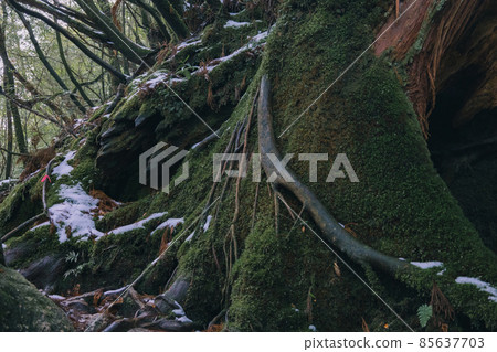 Scenery of Yakushima in winter (stage of Ghibli and Princess Mononoke) ~ World Natural Heritage Site in Kyushu ~ 85637703
