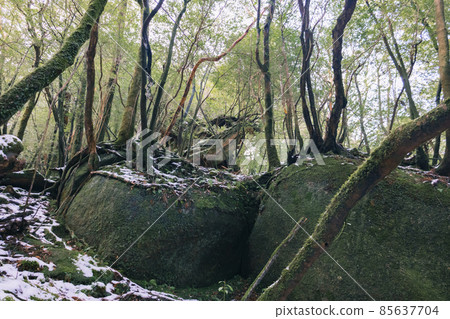 Scenery of Yakushima in winter (stage of Ghibli and Princess Mononoke) ~ World Natural Heritage Site in Kyushu ~ 85637704