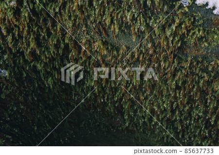 Scenery of Yakushima in winter (stage of Ghibli and Princess Mononoke) ~ World Natural Heritage Site in Kyushu ~ Scenery of Yakushima in winter (stage of Ghibli and Princess Mononoke) ~ World Natural Heritage Site in Kyushu ~ 85637733