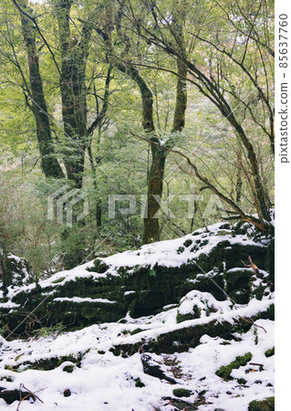 Scenery of Yakushima in winter (stage of Ghibli and Princess Mononoke) ~ World Natural Heritage Site in Kyushu ~ Scenery of Yakushima in winter (stage of Ghibli and Princess Mononoke) ~ World Natural Heritage Site in Kyushu ~ 85637760