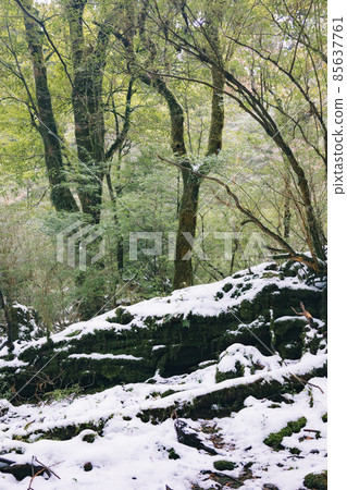 Scenery of Yakushima in winter (stage of Ghibli and Princess Mononoke) ~ World Natural Heritage Site in Kyushu ~ Scenery of Yakushima in winter (stage of Ghibli and Princess Mononoke) ~ World Natural Heritage Site in Kyushu ~ 85637761