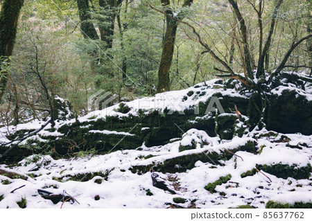 Scenery of Yakushima in winter (stage of Ghibli and Princess Mononoke) ~ World Natural Heritage Site in Kyushu ~ Scenery of Yakushima in winter (stage of Ghibli and Princess Mononoke) ~ World Natural Heritage Site in Kyushu ~ 85637762