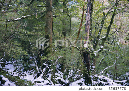 Scenery of Yakushima in winter (stage of Ghibli and Princess Mononoke) ~ World Natural Heritage Site in Kyushu ~ Scenery of Yakushima in winter (stage of Ghibli and Princess Mononoke) ~ World Natural Heritage Site in Kyushu ~ 85637778