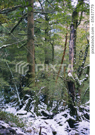 Scenery of Yakushima in winter (stage of Ghibli and Princess Mononoke) ~ World Natural Heritage Site in Kyushu ~ 85637779
