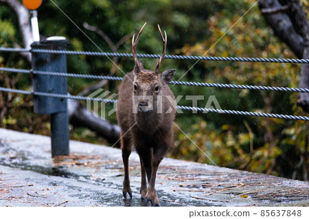 Wild animals of Yakushima in winter (Yakushika) (Ghibli, Princess Mononoke's stage) ~ Kyushu's World Natural Heritage ~ Wild animals of Yakushima in winter (Yakushika) (Ghibli, Princess Mononoke's stage) ~ Kyushu's World Natural Heritage ~ 85637848