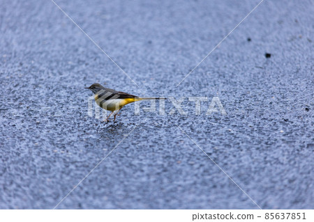 Wild animals (birds) on Yakushima in winter (Ghibli / Princess Mononoke's stage) ~ Kyushu's World Natural Heritage ~ 85637851