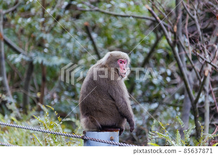 Wild animals (monkeys) on Yakushima in winter (Ghibli / Princess Mononoke's stage) ~ Kyushu's World Natural Heritage ~ 85637871