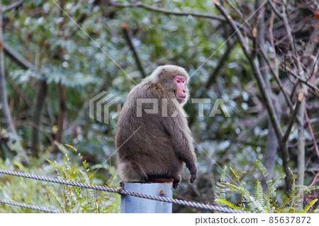 Wild animals (monkeys) on Yakushima in winter (Ghibli / Princess Mononoke's stage) ~ Kyushu's World Natural Heritage ~ Wild animals (monkeys) on Yakushima in winter (Ghibli / Princess Mononoke's stage) ~ Kyushu's World Natural Heritage ~ 85637872