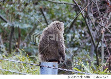 Wild animals (monkeys) on Yakushima in winter (Ghibli / Princess Mononoke's stage) ~ Kyushu's World Natural Heritage ~ Wild animals (monkeys) on Yakushima in winter (Ghibli / Princess Mononoke's stage) ~ Kyushu's World Natural Heritage ~ 85637873