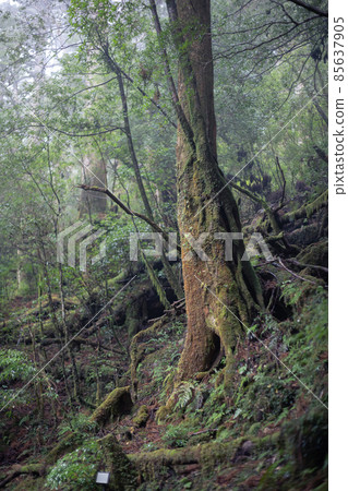 Scenery of Yakushima in winter (stage of Ghibli and Princess Mononoke) ~ World Natural Heritage Site in Kyushu ~ Scenery of Yakushima in winter (stage of Ghibli and Princess Mononoke) ~ World Natural Heritage Site in Kyushu ~ 85637905