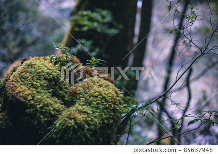 Scenery of Yakushima in winter (stage of Ghibli and Princess Mononoke) ~ World Natural Heritage Site in Kyushu ~ 85637948