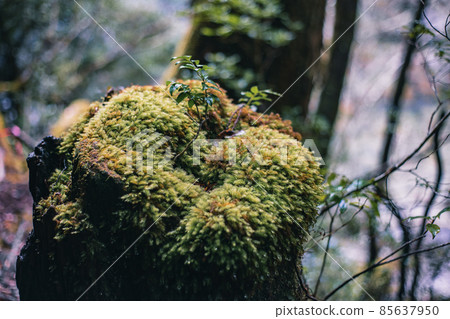 Scenery of Yakushima in winter (stage of Ghibli and Princess Mononoke) ~ World Natural Heritage Site in Kyushu ~ 85637950