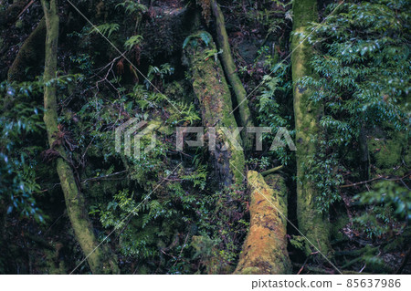 冬天的屋久島風景(吉卜力和幽靈公主的舞台)~九州的世界自然遺產~ 冬天的屋久島風景(吉卜力和幽靈公主的舞台)~九州的世界自然遺產~ 85637986