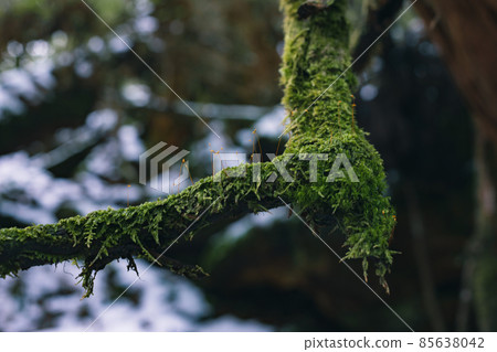 Scenery of Yakushima in winter (stage of Ghibli and Princess Mononoke) ~ World Natural Heritage Site in Kyushu ~ 85638042