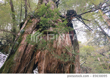 Scenery of Yakushima in winter (stage of Ghibli and Princess Mononoke) ~ World Natural Heritage Site in Kyushu ~ Scenery of Yakushima in winter (stage of Ghibli and Princess Mononoke) ~ World Natural Heritage Site in Kyushu ~ 85638095