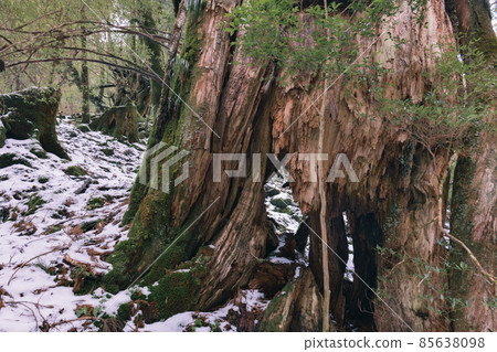 Scenery of Yakushima in winter (stage of Ghibli and Princess Mononoke) ~ World Natural Heritage Site in Kyushu ~ Scenery of Yakushima in winter (stage of Ghibli and Princess Mononoke) ~ World Natural Heritage Site in Kyushu ~ 85638098