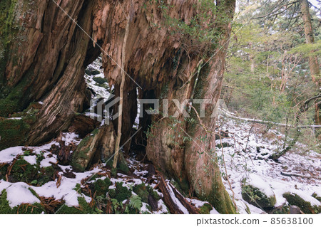 冬天的屋久島風景(吉卜力和幽靈公主的舞台)~九州的世界自然遺產~ 冬天的屋久島風景(吉卜力和幽靈公主的舞台)~九州的世界自然遺產~ 85638100