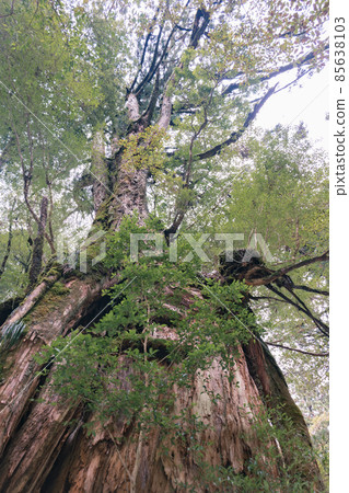 冬天的屋久島風景（吉卜力和幽靈公主的舞台）～九州的世界自然遺產～ 85638103