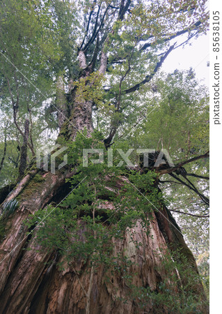 冬天的屋久島風景(吉卜力和幽靈公主的舞台)~九州的世界自然遺產~ 冬天的屋久島風景(吉卜力和幽靈公主的舞台)~九州的世界自然遺產~ 85638105