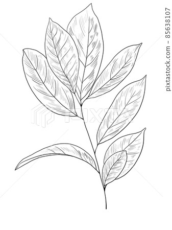 botanical wild flowers line art and garden plants.Hand drawn leaves, pink flowers, herbs and natural elements. For decorations, scrapbooking, cards for birthday, party, baby shower. botanical wild flowers line art and garden plants.Hand drawn leaves, pink flowers, herbs and natural elements. For decorations, scrapbooking, cards for birthday, party, baby shower. 85638107