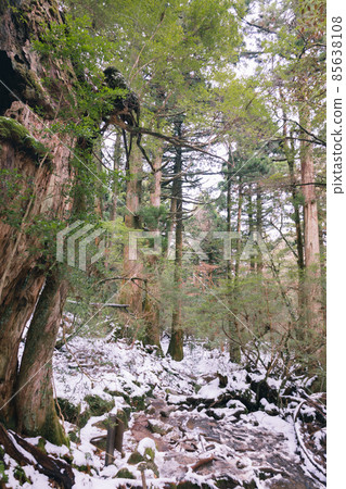 冬天的屋久島風景(吉卜力和幽靈公主的舞台)~九州的世界自然遺產~ 冬天的屋久島風景(吉卜力和幽靈公主的舞台)~九州的世界自然遺產~ 85638108