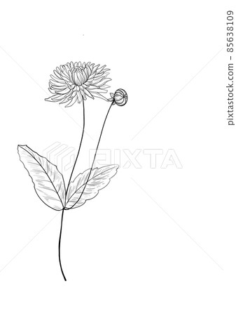 botanical wild flowers line art and garden plants.Hand drawn leaves, pink flowers, herbs and natural elements. For decorations, scrapbooking, cards for birthday, party, baby shower. botanical wild flowers line art and garden plants.Hand drawn leaves, pink flowers, herbs and natural elements. For decorations, scrapbooking, cards for birthday, party, baby shower. 85638109