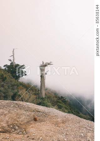 Scenery of Yakushima in winter (stage of Ghibli and Princess Mononoke) ~ World Natural Heritage Site in Kyushu ~ 85638144