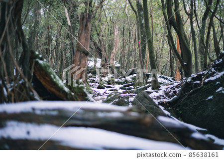冬天的屋久島風景(吉卜力和幽靈公主的舞台)~九州的世界自然遺產~ 冬天的屋久島風景(吉卜力和幽靈公主的舞台)~九州的世界自然遺產~ 85638161