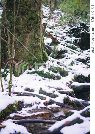 Scenery of Yakushima in winter (stage of Ghibli and Princess Mononoke) ~ World Natural Heritage Site in Kyushu ~ Scenery of Yakushima in winter (stage of Ghibli and Princess Mononoke) ~ World Natural Heritage Site in Kyushu ~ 85638191