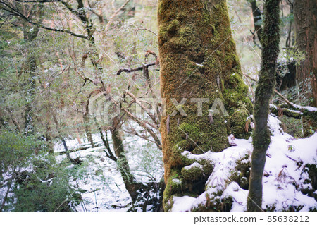 冬天的屋久島風景(吉卜力和幽靈公主的舞台)~九州的世界自然遺產~ 冬天的屋久島風景(吉卜力和幽靈公主的舞台)~九州的世界自然遺產~ 85638212