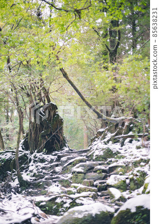 Scenery of Yakushima in winter (stage of Ghibli and Princess Mononoke) ~ World Natural Heritage Site in Kyushu ~ 85638231