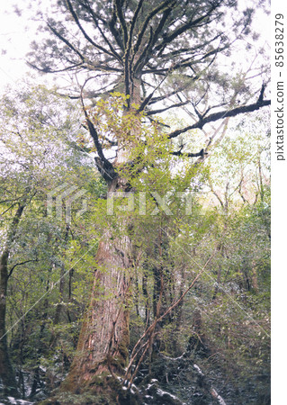 Scenery of Yakushima in winter (stage of Ghibli and Princess Mononoke) ~ World Natural Heritage Site in Kyushu ~ 85638279