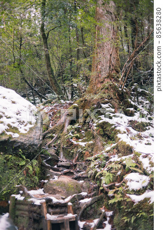 冬天的屋久島風景（吉卜力和幽靈公主的舞台）～九州的世界自然遺產～ 85638280