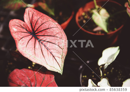 Caladium bicolor leaf plant, colorful leaves in pot ornamental plant in the garden various kinds queen of the leaf plants, spotted leaves Aglaonema Repotting plant concept 85638359