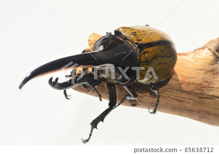 Hercules Beetle Hercules Hercules White background on a tree 85638712