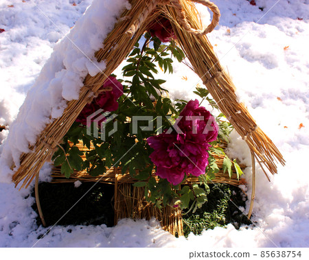 上野東照宮牡丹園的紅冬牡丹與稻草籬笆上的雪（1） 85638754