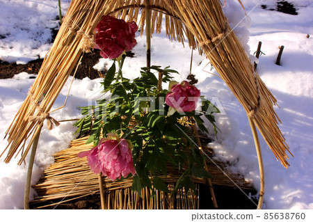 A winter peony named "Nichigetsu Nishiki" from Ueno Toshogu Botanen, where snow is piled up in the straw enclosure. 85638760