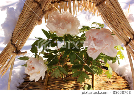 在白雪覆蓋的上野東照宮牡丹園中盛開的冬牡丹“天尼” 85638768