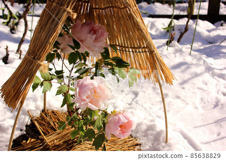 A winter peony named "Yaezakura" that bloomed in the snow-covered Ueno Toshogu Botanen (5) 85638829