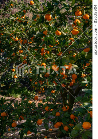 Arita oranges, Aridagawa-cho, Arida-gun, Wakayama Prefecture 85638904