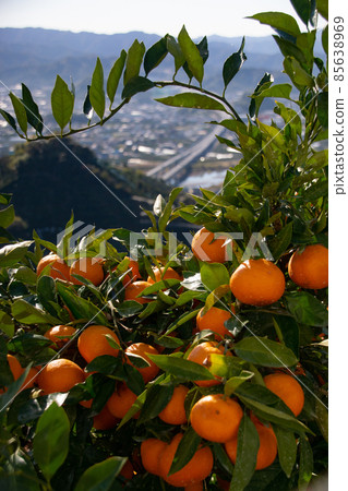 Arida Mikan Mikan no Oka, Aridagawa Town, Arida District, Wakayama Prefecture Arida Mikan Mikan no Oka, Aridagawa Town, Arida District, Wakayama Prefecture 85638969