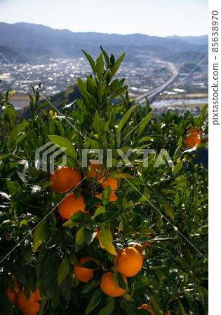 Arida Mikan Mikan no Oka, Aridagawa Town, Arida District, Wakayama Prefecture 85638970