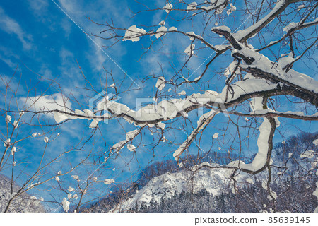 仰望白雪皚皚的天空[小谷村、北安曇郡] 85639145