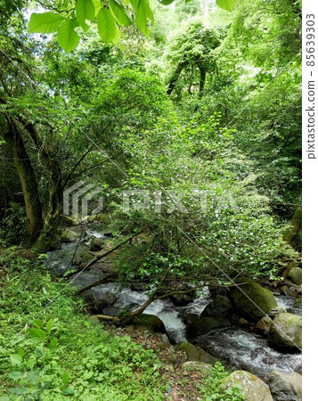 Ubuyama River flowing from Yamabuki Springhead (Ubuyama Village, Kumamoto Prefecture) 85639303