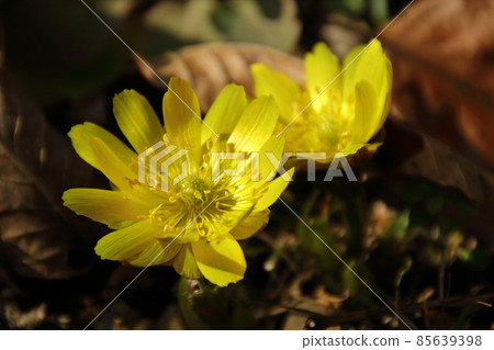 Yellow Boots in Ome Undaira Village Yellow Boots in Ome Undaira Village 85639398